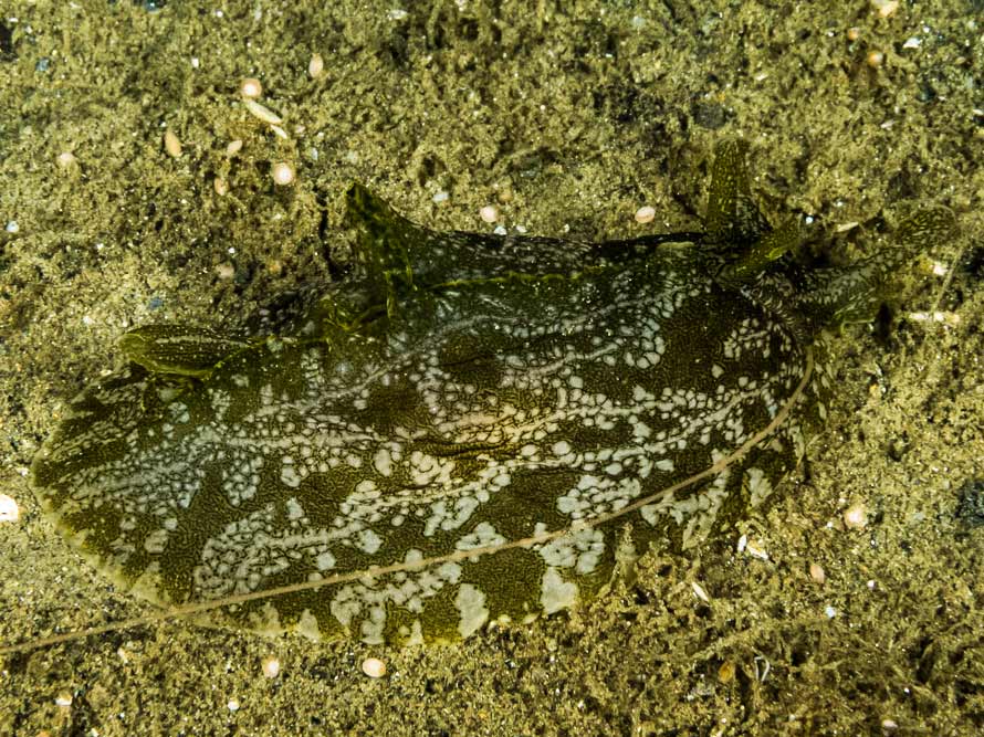 Syphonota geographica